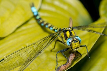 Portrait of a dragonfly with big eyes.
