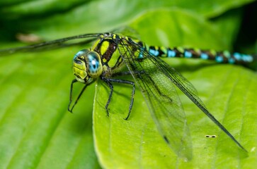 Portrait of a dragonfly with big eyes.