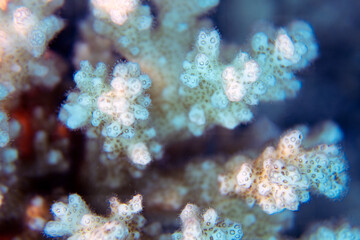 Close up showing the intricate detail of coral in the Red Sea, Egypt