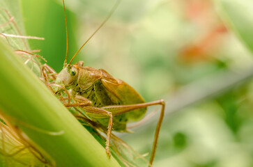 locust eating corn plant