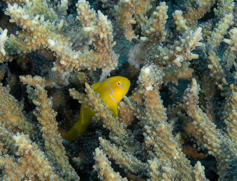 Lemon Coral Goby (Gobiodon citrinus) in the Red Sea, Egypt