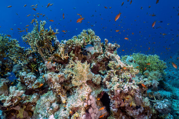 Obraz na płótnie Canvas Coral reefs in the Red Sea, Egypt