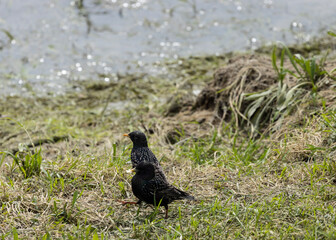The starling, with its sleek feathers and iridescent sheen, forages amidst the emerald blades of grass, embarking on a quest for sustenance. Its beady eyes scan the ground, sharp and vigilant.