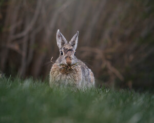 rabbit in the grass