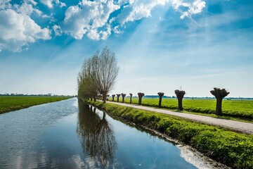 Common landscape in the Netherlands where you can find willow trees alongside the rivers