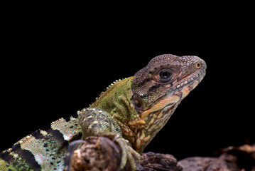 Black spiney-tailed iguana on a tree
