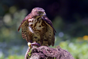 Crested goshawk with its prey
