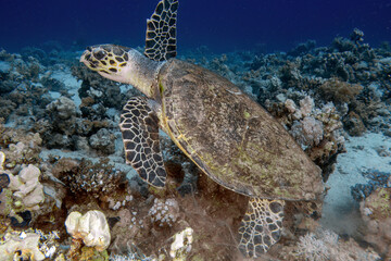 Obraz na płótnie Canvas A Hawksbill Sea Turtle (Eretmochelys imbricata) in the Red Sea, Egypt