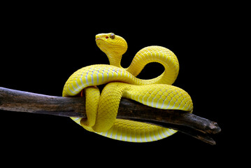 Yellow white-lipped pit viper in black background