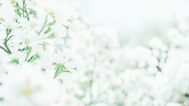 Fototapeta Field of white flowers. Winter flower background.