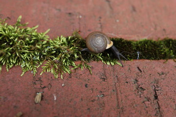 Snail on Moss