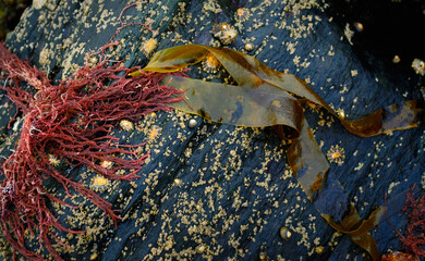 Algae on the seabed at low tide