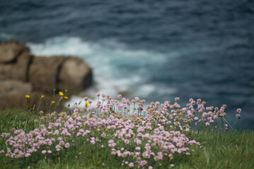 Pale pink flowers grow on the edge of a cliff near the sea