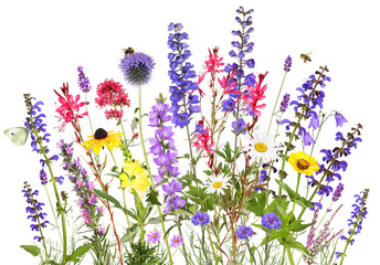 Colorful garden flowers with insects, transparent background