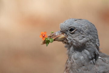 Close-up of the head of a gray pigeon holding a flower in its beak. The background is light and...