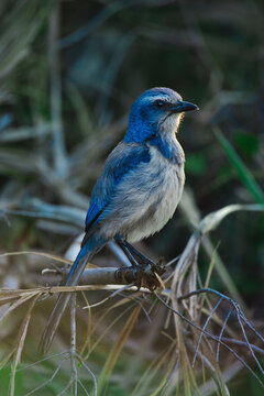 Blue Florida Scrub Jay bird perched on sticks in Florida Everglades