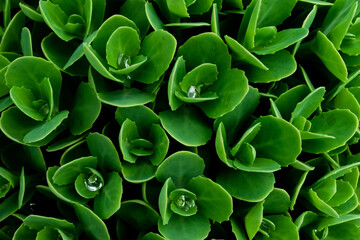 close up of green leaves