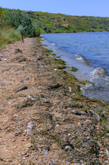 Eutrophication of the reservoir, the death of gobies and other fish in the Tiligul estuary. Water bloom, environmental problem