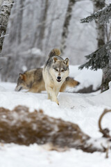 Wolf (Canis lupus) Walks Up White-Tail Deer Carcass Winter
