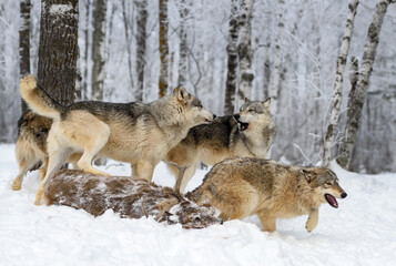 Wolf (Canis lupus) Starts to Howl Gathered Around White-Tail Deer Carcass Winter