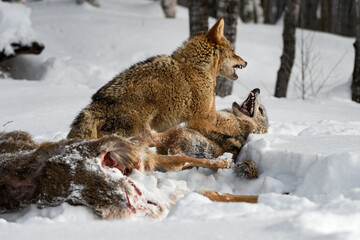 Coyotes (Canis latrans) Fight at White-Tail Deer Carcass Winter