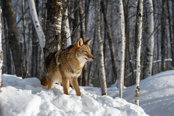 Coyote (Canis latrans) Looks Right in Snowfall Winter