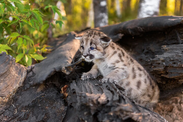 Cougar Kitten (Puma concolor) Crawls Out From Inside Log Autumn
