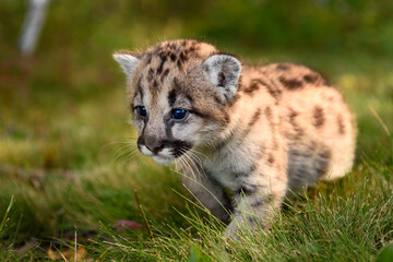 Cougar Kitten (Puma concolor) Steps to Left Close Up Autumn