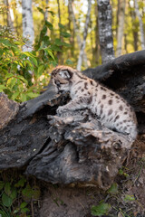 Cougar Kitten (Puma concolor) Climbs Up Side of Log Autumn