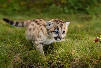 Fototapeta na wymiar Cougar Kitten (Puma concolor) Steps Forward Close Up Autumn