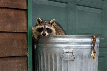 Raccoon (Procyon lotor) Leans Over Edge of Garbage Can with Banana Peel