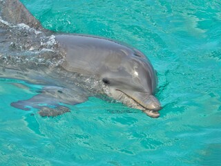 Wilder Delfin in Aktion © Peter