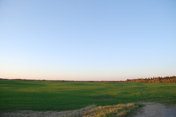 Field with green fresh grass. Spring evening, clear sky, the sun leaned low to the horizon, A wide field with low grass beyond the field, a forest is visible. There are almost no clouds in blue sky.