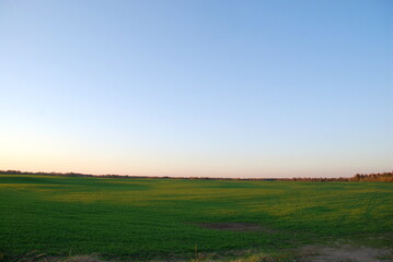 Fototapeta na wymiar Field with green fresh grass. Spring evening, clear sky, the sun leaned low to the horizon, A wide field with low grass beyond the field, a forest is visible. There are almost no clouds in blue sky.