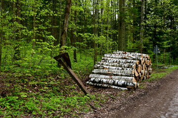 A view of a bunch of logs of timber chopped down recently stored in the middle of a dense wood or forest, next to a famaged road sign on a concrete stand, seen on a sunny summer day in Poland