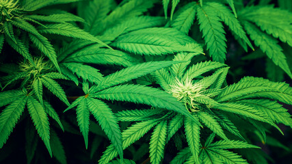 Naklejka na ściany i meble Close up of cannabis plants in a greenhouse. Marijuana leaves organic herb. Herbal alternative for medicine.