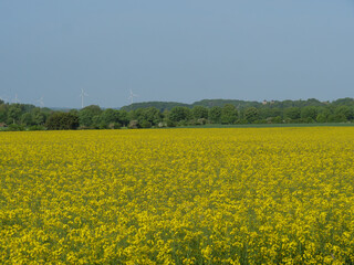 Obraz premium Frühling im Münsterland