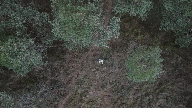 astronaut walks trough forest into forest clearing