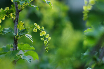 Currant bush during flowering. Small flowers collected in bunches or inflorescences, close-up on a spring bush.
