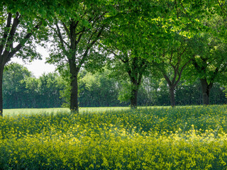 Frühling  im Münsterland