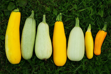 zucchini harvest. Fresh squash picked from the garden. Organic food concept .