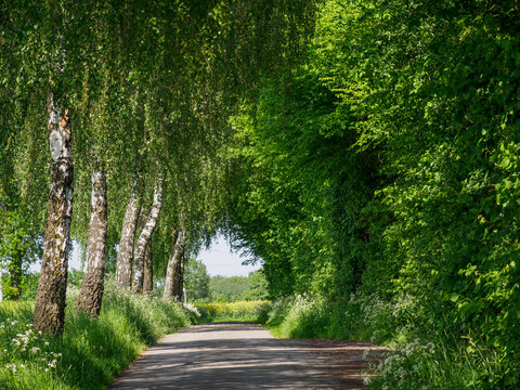 Fr&uuml;hling  im M&uuml;nsterland