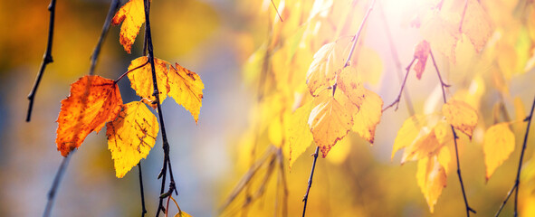 Yellow birch leaves on a tree close up on a blurred background. Autumn leaves