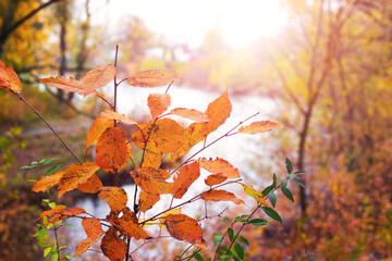 Yellow and orange leaves on trees in the forest by the river