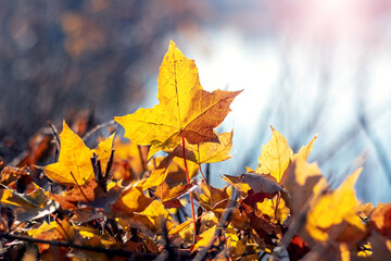 Yellow maple leaves in the forest on the ground on a sunny day
