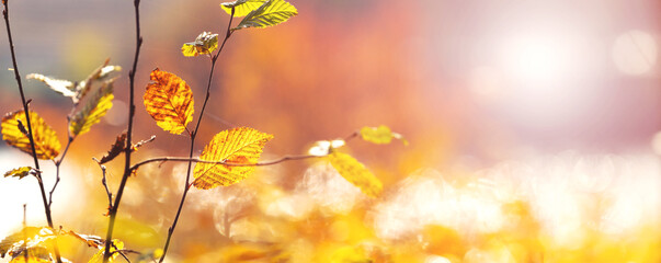 Autumn background with yellow autumn leaves on blurred background in sunny weather, copy space
