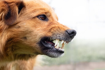 Aggressive dog barks, baring teeth. Dangerous Angry Dog