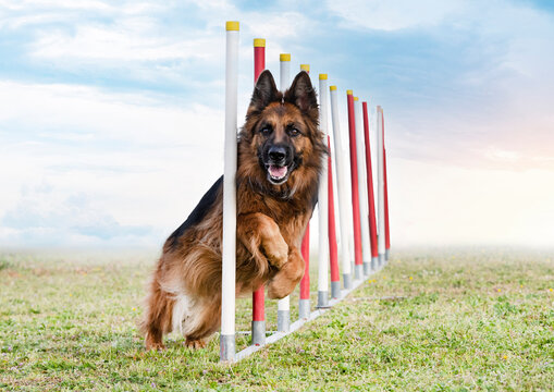 training of agility - Powered by Adobe