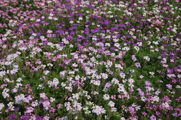 field of flowers