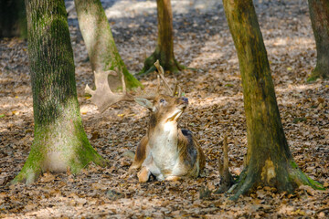 Majestic powerful adult male red deer stag in autumn fall forest